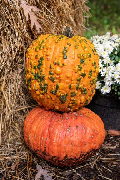 istock Two pumpkins with bales of hay 1391050004