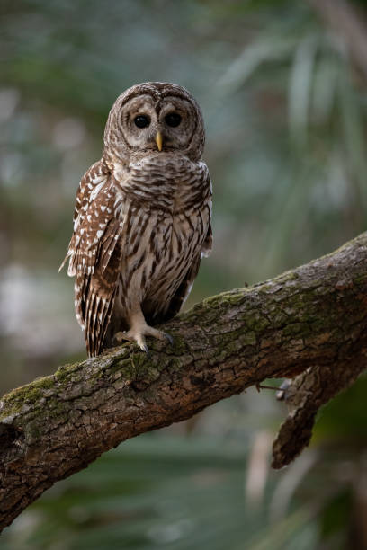 istock Barred Owl in Florida 1391050022