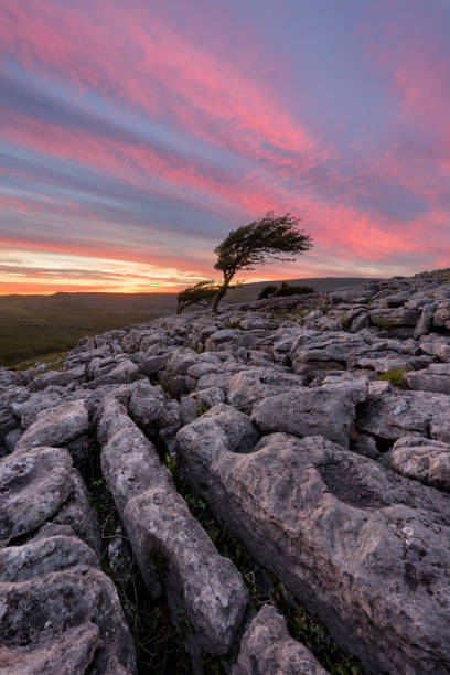 istock Beautiful Lone Tree Sunset, Yorkshire Dales, UK. 1391050220