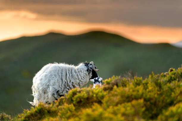 istock Sheep And Lamb on Hill, Beautiful Sunset in background. 1391051142