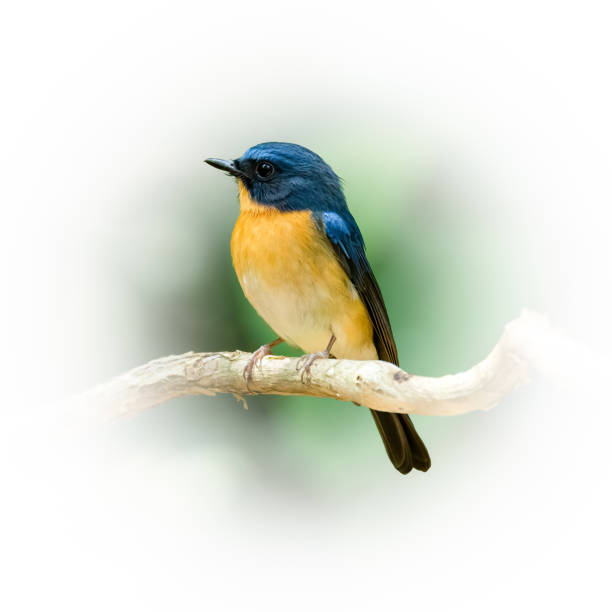 istock Male Hill Blue Flycatcher perching on a perch looking into a distance 1391051188