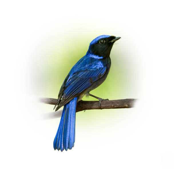 istock Male Large Niltava perching on a perch looking into a distance 1391051189