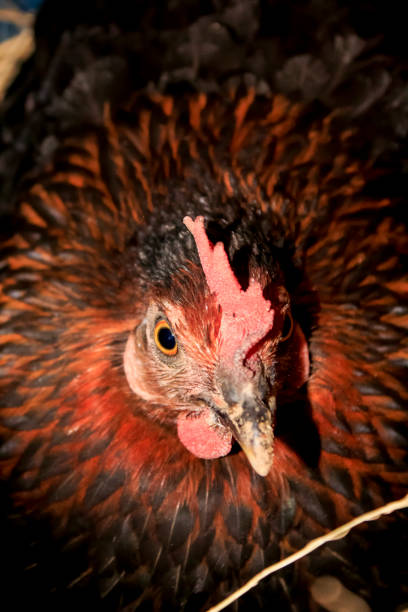 Closeup mother hen looking away, front view