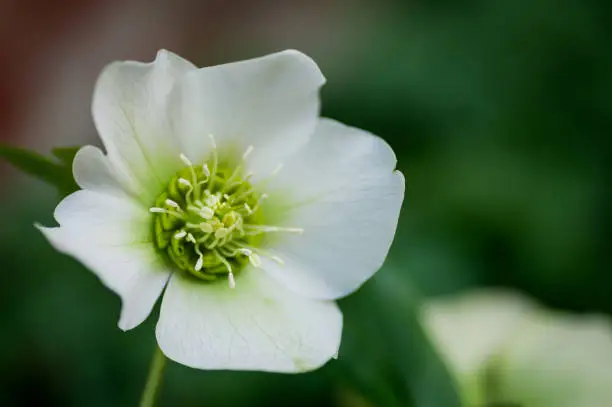 The white Hellebore, Helleborus niger, is commonly known as the Christmas Rose as it starts to flower during the festive season.  Photographed in March in the United Kingdom.