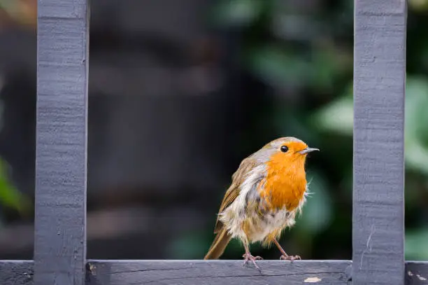 European robin, Erithacus rubecula, known commonly as Robin Redbreast, is a common bird in the United Kingdom, found in gardens, parks, hedgerows and woodlands.