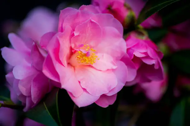 Camellia japonica is native to China, Taiwan, southern Korea and Japan.  It was introduced to Europe over 500 years ago and is a popular garden shrub.