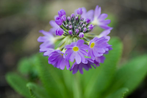 istock Primula denticulata coming into flower 1391056535