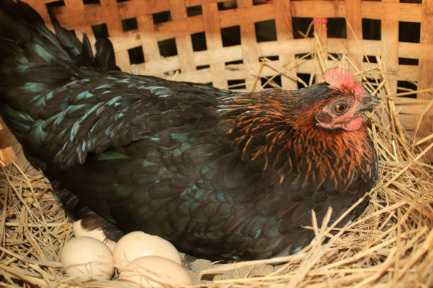 istock A mother hen sleeping on a nest 1391059047
