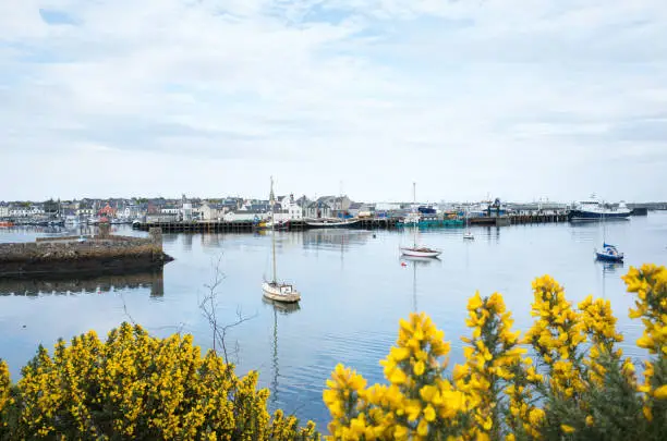 View of Stornoway harbour on the Isle of Lewis and Harris, Outer Hebrides, Scotland, with gorse bush and flowers in the foreground.