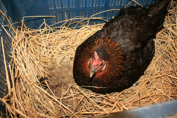 istock Mother hen sleeping on a nest 1391059175