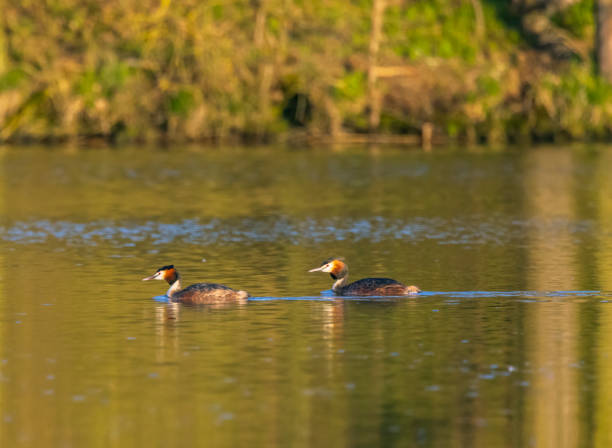 istock Great Crested Grebe (Podiceps cristatus), Southern Bohemia, Czech Republic 1391062374