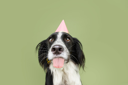 Cute dog celebrating a birthday party or carnival wearing a pink hat. Isolated on green background
