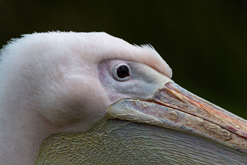 Close-up of White Pelican face