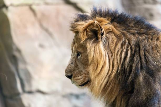 istock Male Asiatic Lion 1391063165