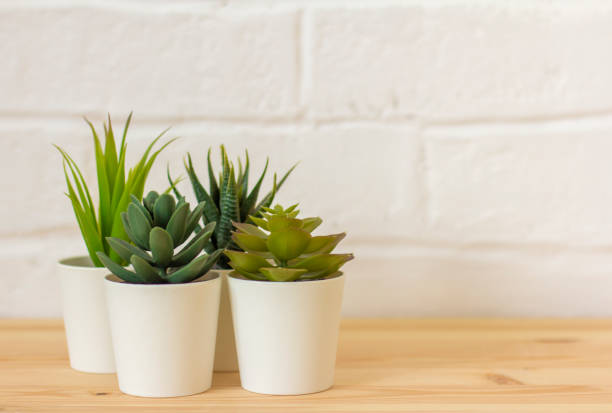 istock Indoor artificial plants, various succulents in pots. Succulents in white mini-pots. Ideas for home decoration.Copy of the space. 1391063169