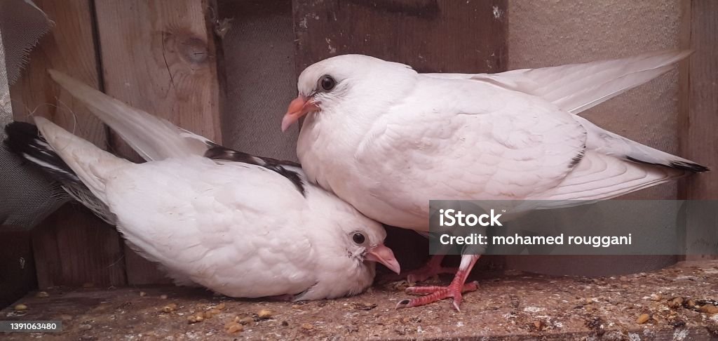 Two squabs. In this image, there are two white squabs. Squab - Pigeon Meat Stock Photo