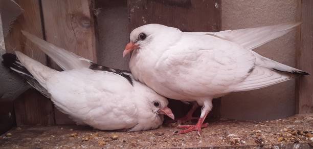 Two squabs. In this image, there are two white squabs. squab pigeon meat photos stock pictures, royalty-free photos & images