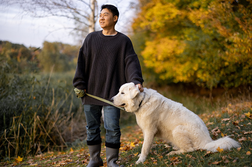 Pleased asian man standing, caressing his Maremmano-Abruzzese Sheepdog and looking away in nature at sunny autumn day. Concept of rest and weekend in nature. Adult male wearing boots and warm clothes