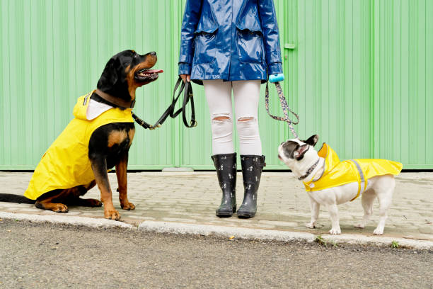 istock Front view of two dogs with leash in green background. 1391064738
