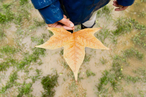 istock Top cropped view of unrecognizable woman hand holding a maple tree leaf. 1391064762