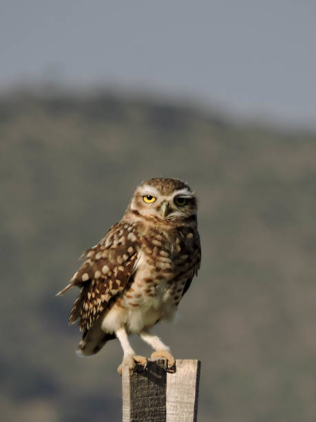 istock birds in the garden 1391065097