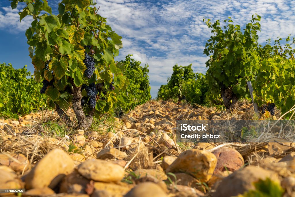 シャトーヌフ・デュ・パプ、コート・デュ・ローヌ、フランスの近くの石を持つ典型的なブドウ園 - ローヌ県のロイヤリティフリーストックフォト