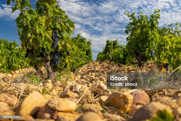 シャトーヌフデュパプコートデュローヌフランスの近くの石を持つ典型的なブドウ園 - ローヌ県のストックフォトや画像を多数ご用意 - ローヌ県, ブドウ畑, グルナッシュ葡萄