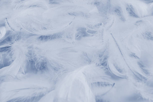 istock Purple feather as  background, top view. 1391065299