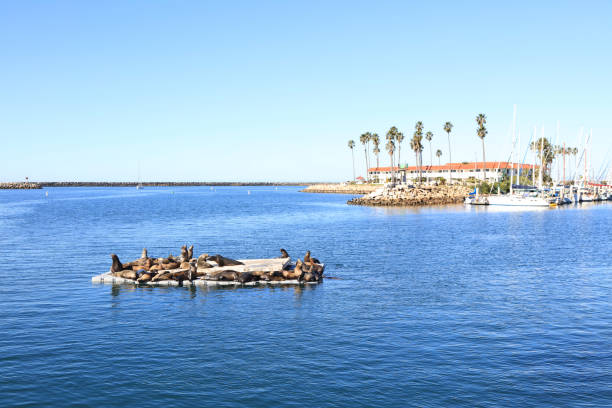 istock Sea Lions In Oceanside 1391065950