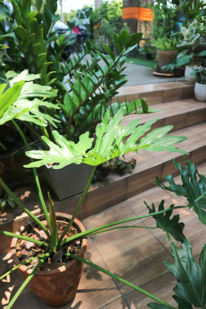 istock Philodendron or Philodendron Selloum, Philodendron Bipinnatifidum 1391066734