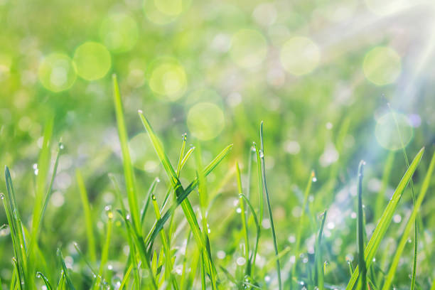 istock Natural background. green grass in dew drops close-up. 1391067382