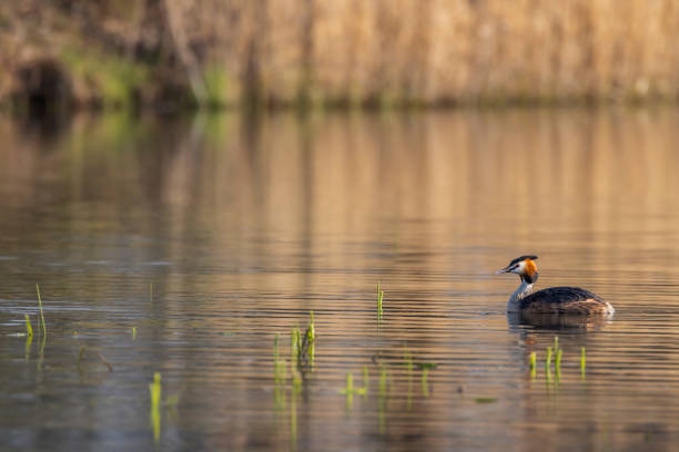 istock Great Crested Grebe (Podiceps cristatus), Southern Bohemia, Czech Republic 1391067624