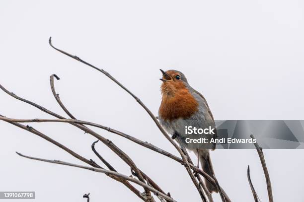 European Robin Erithacus Rubecula Singing From A Winter Tree Branch Stock Photo - Download Image Now