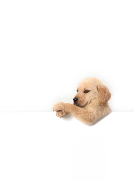 istock Golden retriever head with paws over blank white sign placard. 1391067809