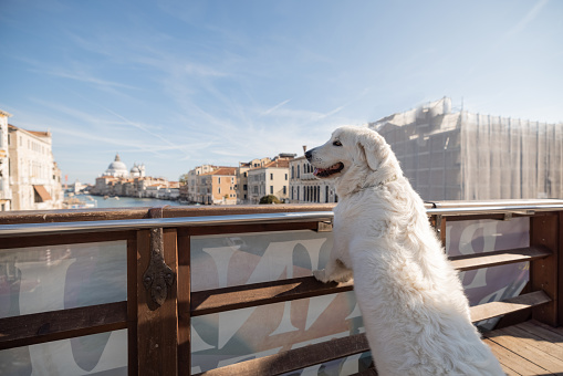 Huge white dog on the bridge above famous Grand Canal in Venice. Italian maremma sheep dog traveling Italy