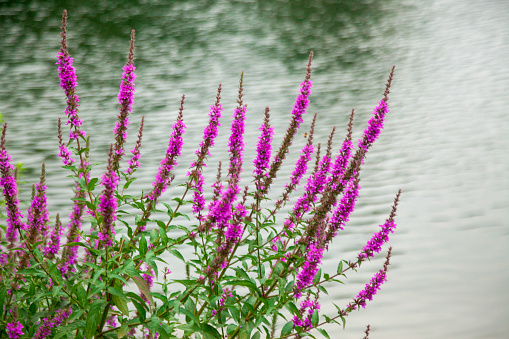 Purple loosestrife flowers on a meadow in summer, panoramic view