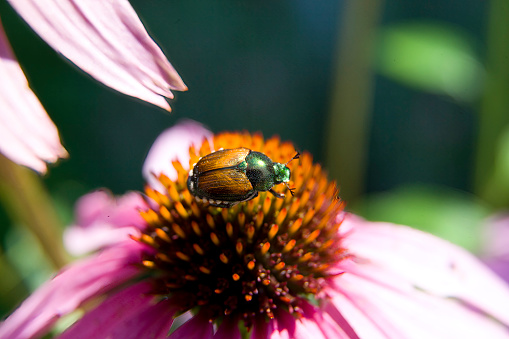 A beetle on a echinacea flower.
