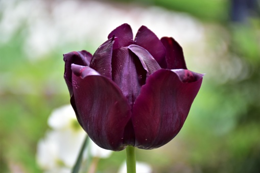 Dark colored Tulip Havran
