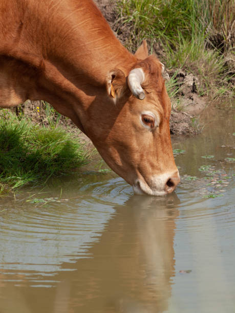 istock Single Limousin cow with horns drinking water 1391069673