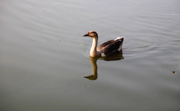 Bird swimming in lake during summer season.