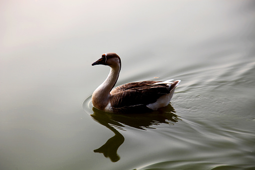 Swan family on lakeside in haryana, India.