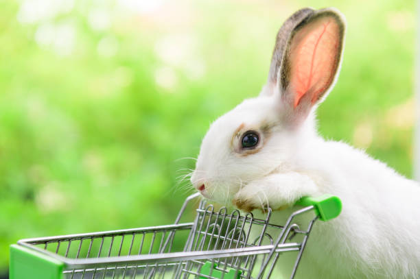 istock Headshot of rabbit with empty shopping cart 1391071123