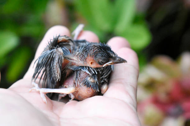 A cute little bird with dark brown feathers wounded falls from the nest in the hands of a veterinarian on a blurred background.