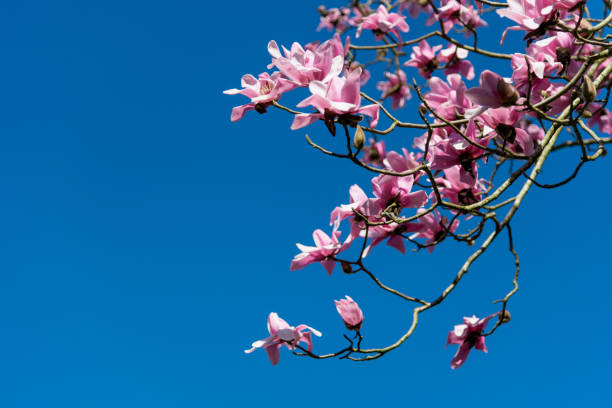 le magnolia rose fleurit sur le ciel bleu - spring magnolia flower sky photos et images de collection