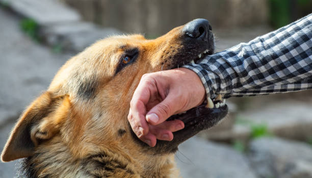 istock A male German shepherd bites a man by the hand. 1391072474