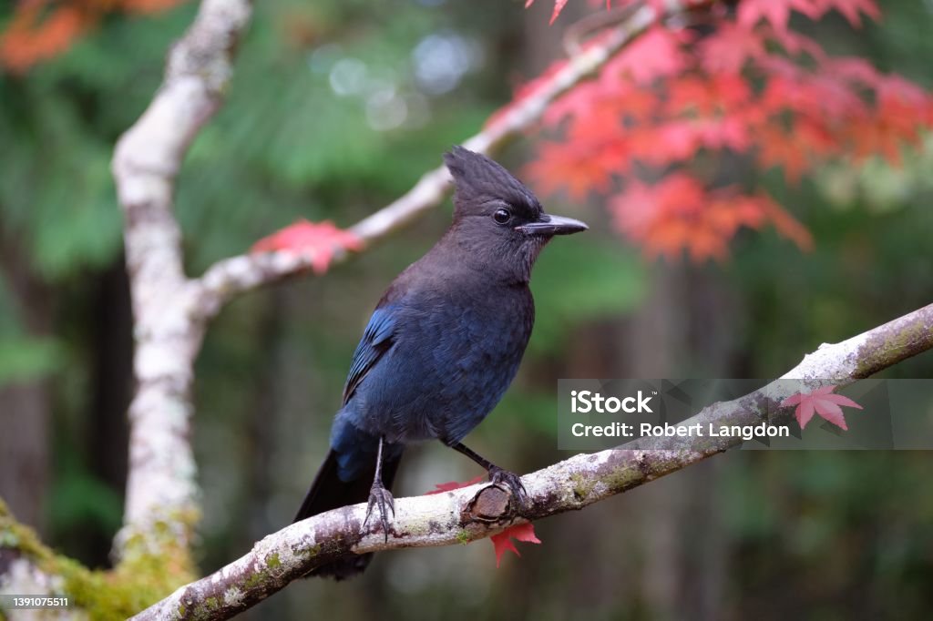 Blue Bird in Red Tree A Steller's Jay perched in a Japanese maple tree Jay Stock Photo