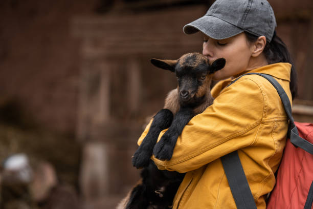 istock Woman holding a kid goat 1391076999
