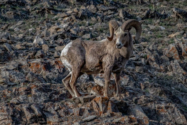 istock Big Horn Ram (sheep) strikes a pose on high ground above other sheep 1391077257