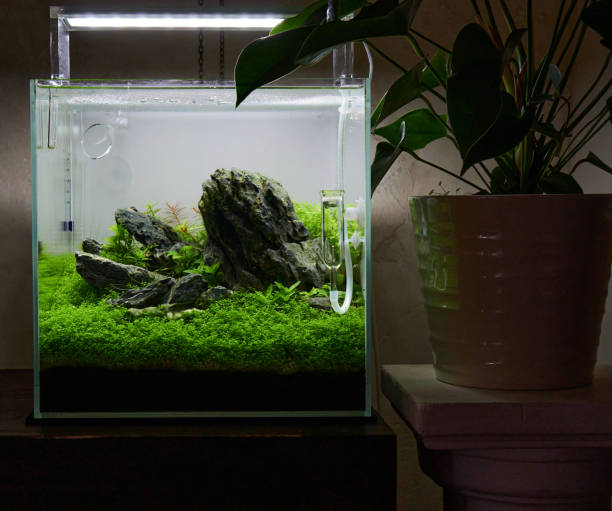 istock Small cubic aquascaped aquarium with live plants 1391078026