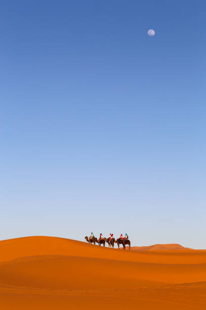 Camels in the desert with the moon